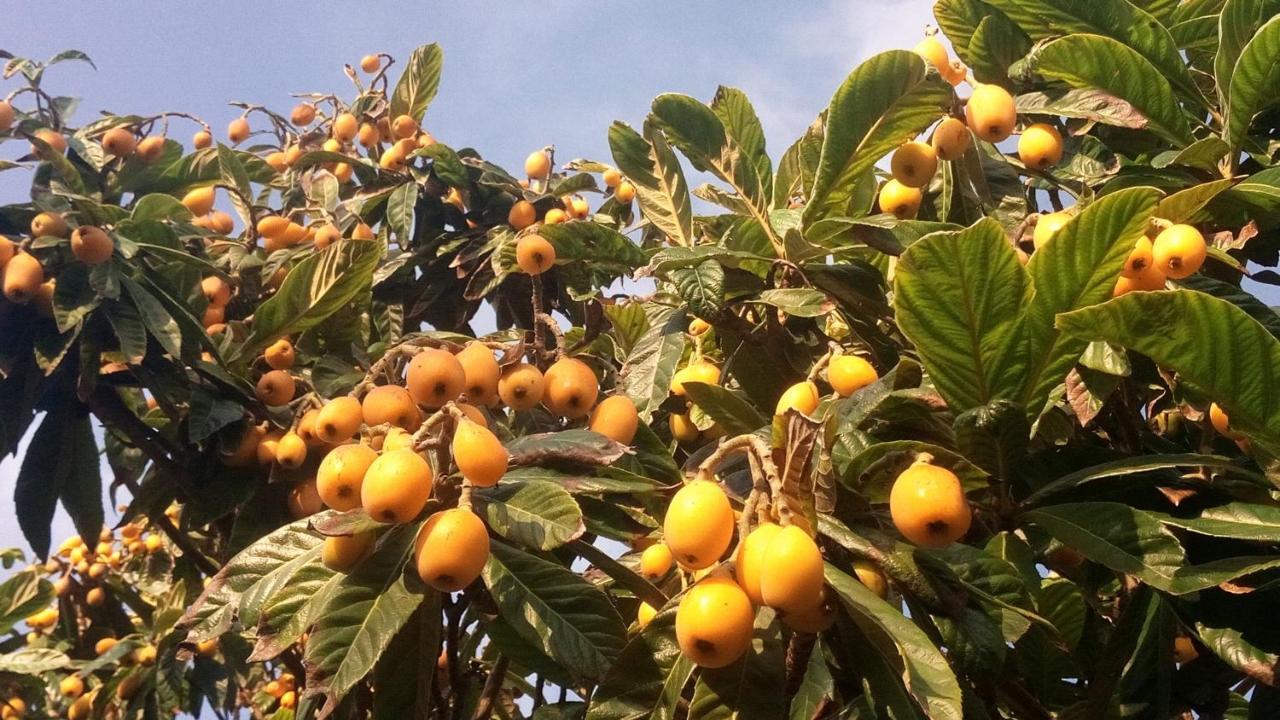 Zagara Di Sicilia Villa Марсала Екстериор снимка